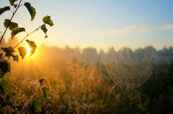 Фракталы в природе