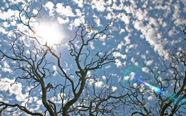 Солнце сквозь листву