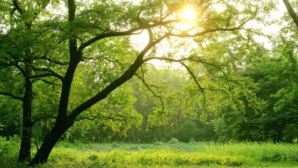 Дерево на рассвете
