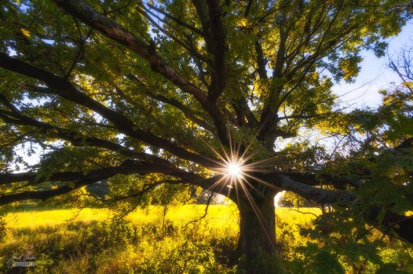 Красивые ветви деревьев