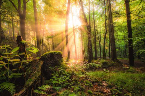 "Солнце в лесу"