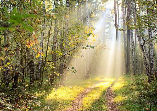 Солнечные лучи в лесу