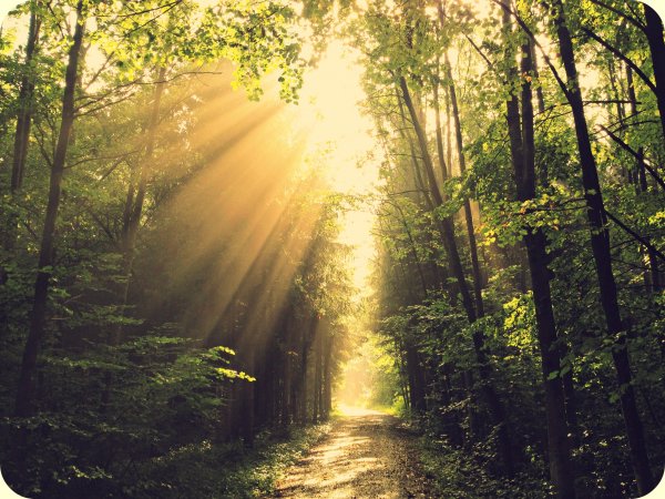 "Солнце в лесу"