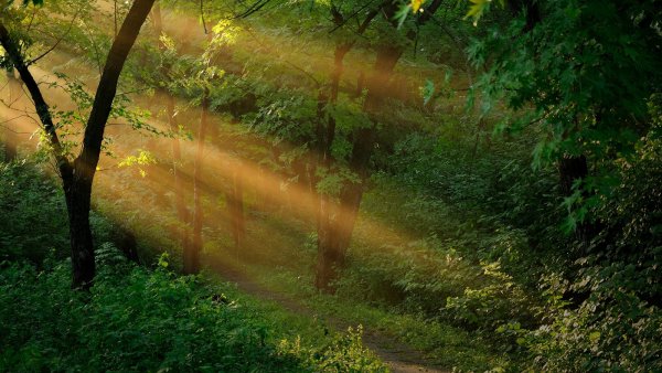 Солнце сквозь ветви в лесу