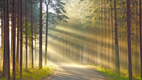 Лес Освещенный солнцем