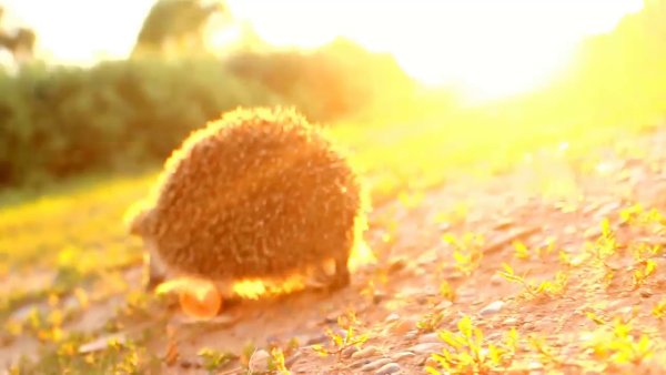 Ежик и солнышко