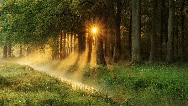 Лето лес солнце
