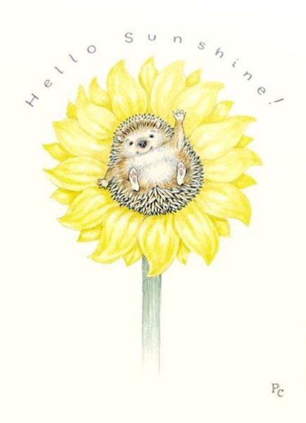 Ежик и солнце