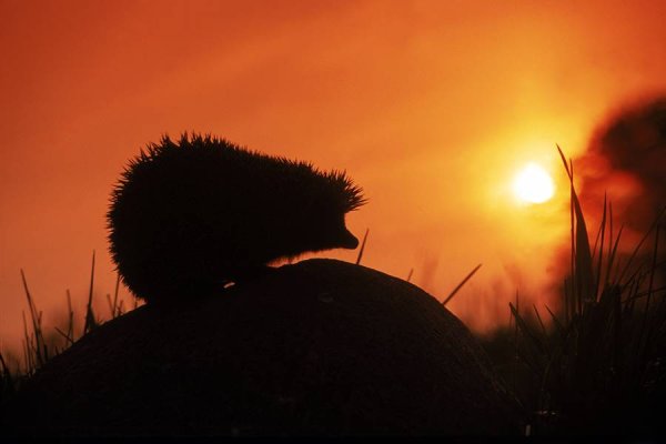 Ежик и солнце