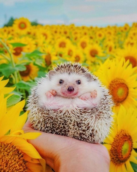 Хорошенький Ежик