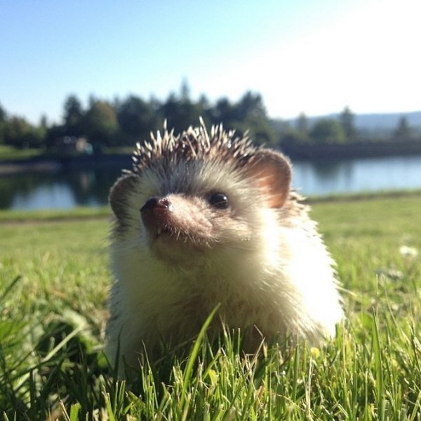 Ежик прощается