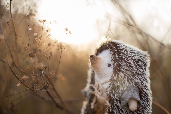 Сергей Козлов Ежик и Медвежонок