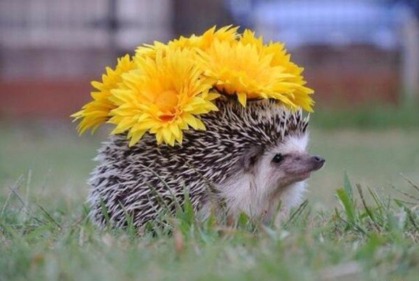 Ежик проснулся