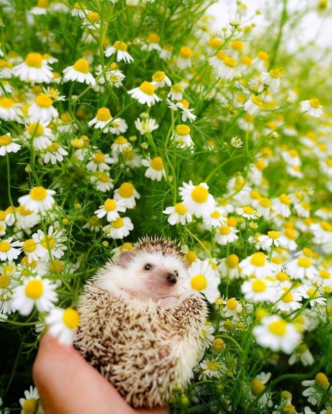 Ежик протирает звезды