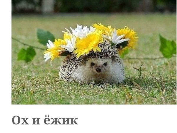 Спокойной ночи с ежиком