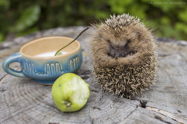 Художник Виктория Кирдий ежики