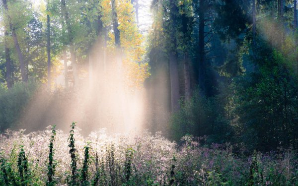 Ранний рассвет в лесу