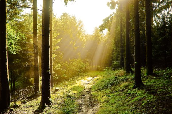 "Солнце в лесу"