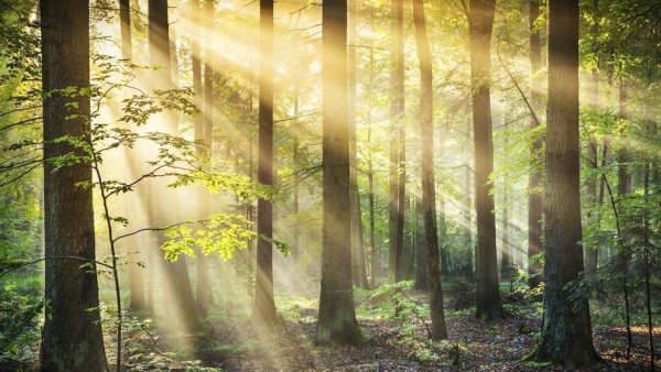 Лучи солнца в лесу
