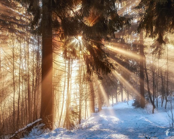 Солнечный зимний день