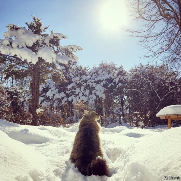 Мороз и солнце кот
