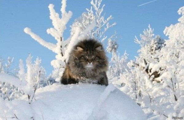 Пушистая зима