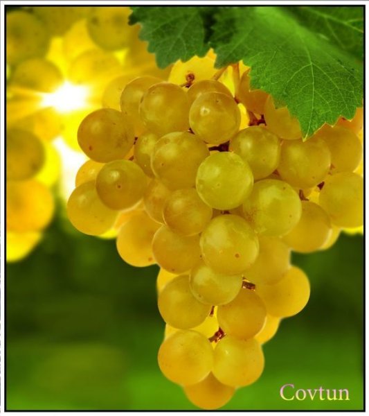 Янтарная гроздь винограда