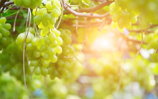 Виноград на солнце