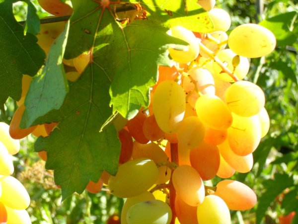 Янтарный виноград