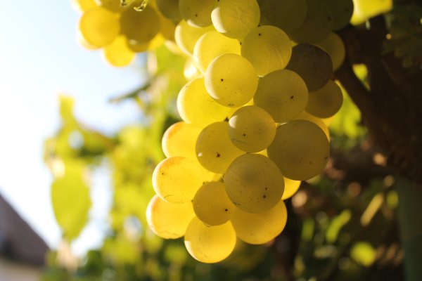 Виноград Изабелла