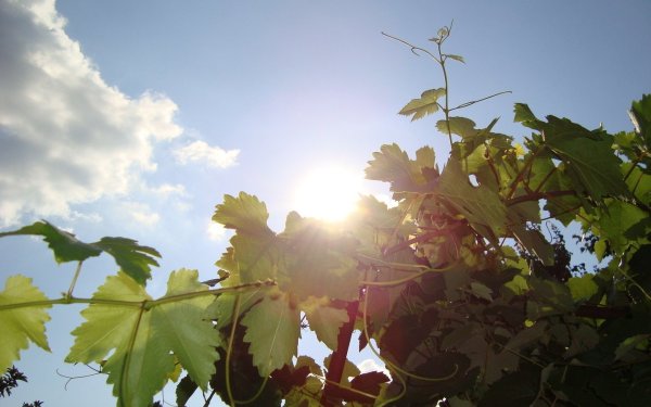 Осень солнце виноградники