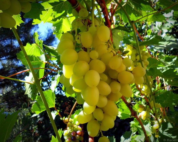 Яркий виноград