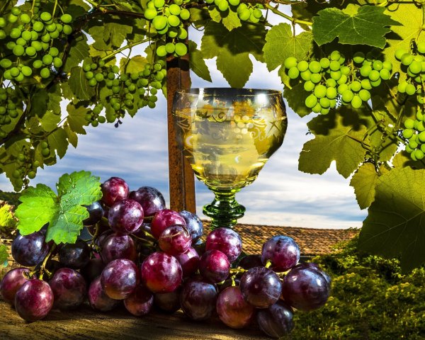 Ветка винограда