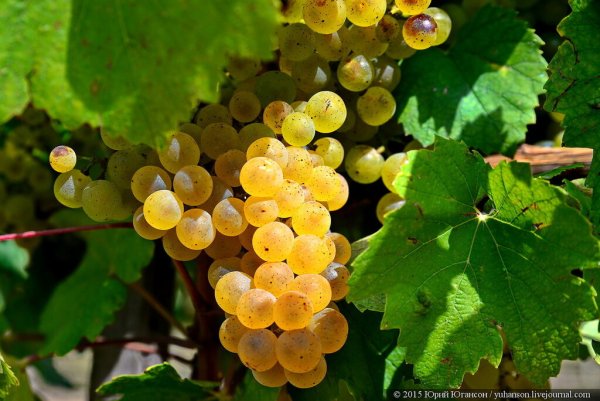 Виноград фон