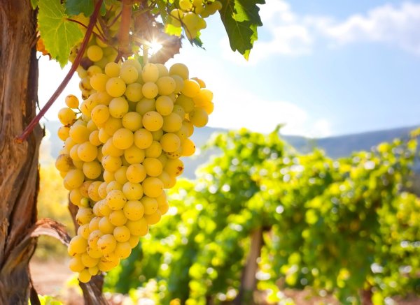 Виноград (ягода)