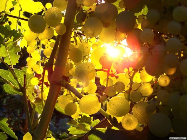 Виноград фон