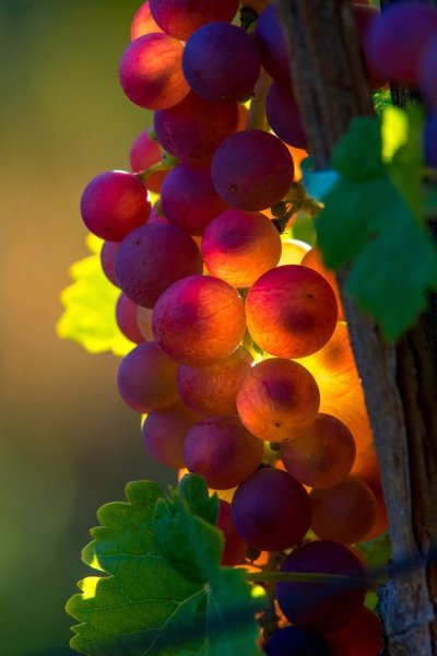 Гроздь винограда 24 серия