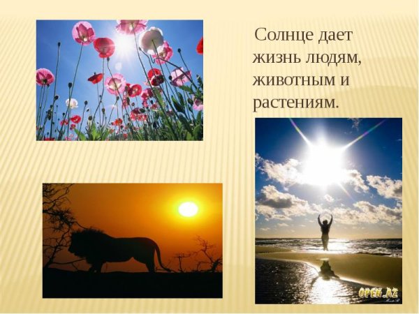 Свет в жизни растений и животных