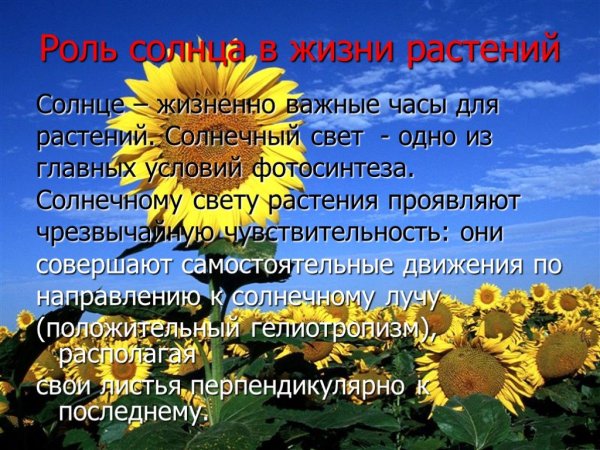 Влияние солнца на жизнь растений
