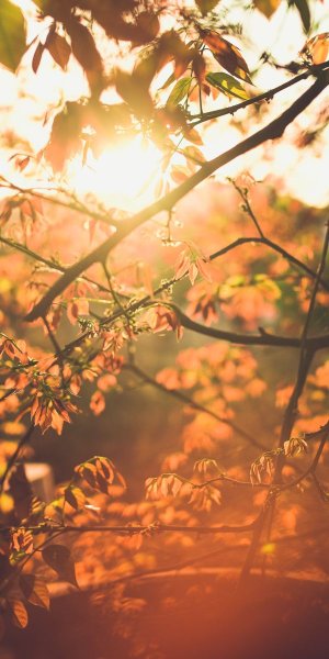 Фотографии смартфонов