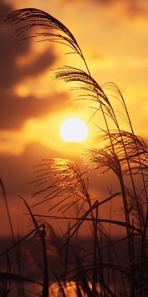 Фон природа