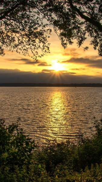 Береза в лучах солнца