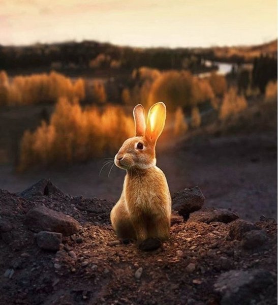 Солнечный зайчик рисунок