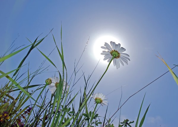 Цветы и солнце