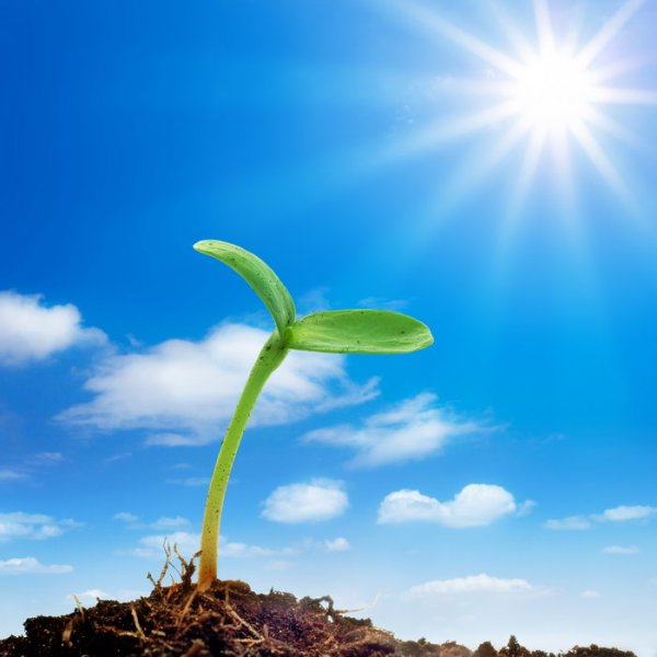 Росток из земли