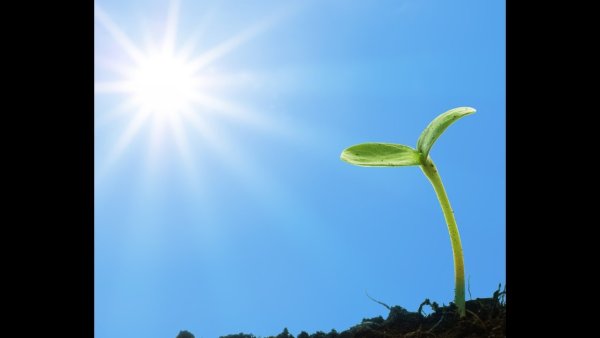 Растение тянется к свету