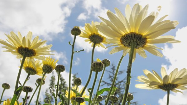 Растение тянется к солнцу