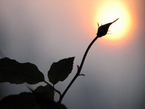 Растение тянется к свету