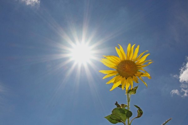 Подсолнух солнышко