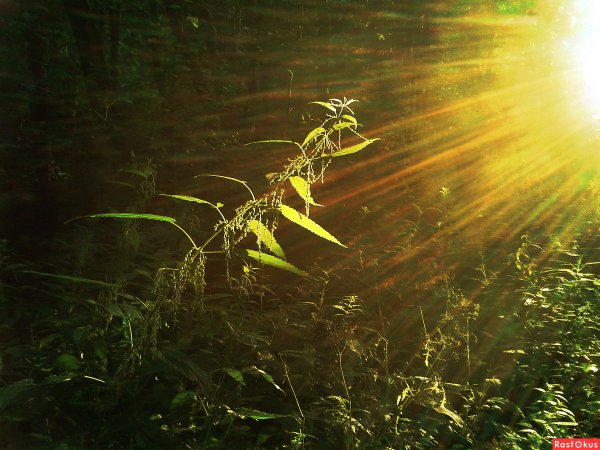 Лето солнце